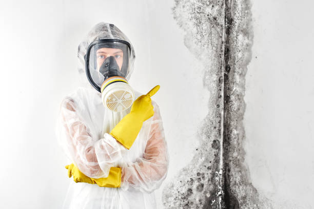 Why You Should Choose Our Mold Remediation Services in Weatherby Lake, MO